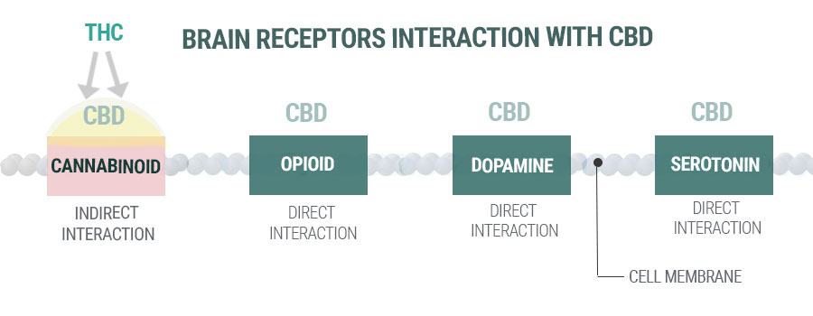 CBD RECEPTORS