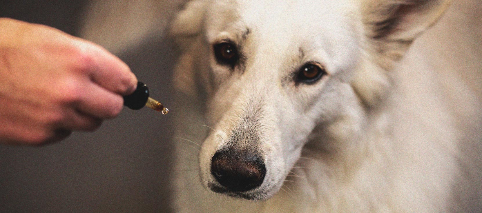 What to Do if Your Dog Gets High What to Do if Your Dog Gets High