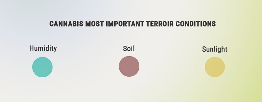 HOW TO MAXIMISE TERROIR TO GROW BETTER CANNABIS