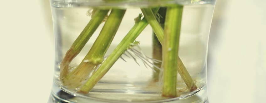 Genetic Preservation Genetic Preservation