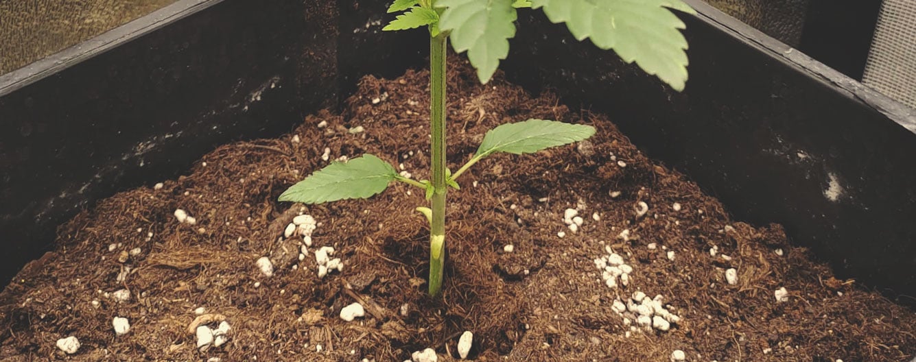 How Does Perlite Benefit Cannabis Plants?