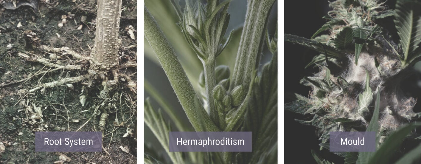 How Cold Weather Affects Cannabis Plants How Cold Weather Affects Cannabis Plants