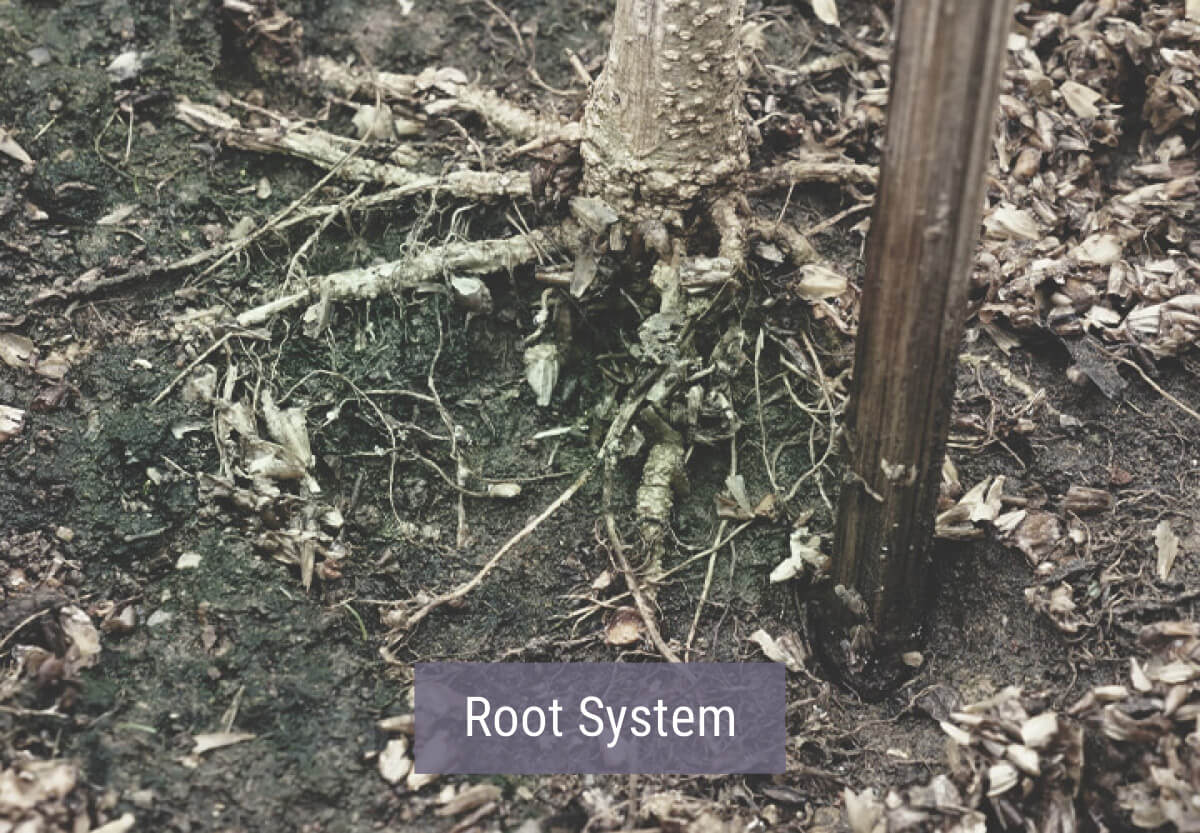How Cold Weather Affects Cannabis Plants How Cold Weather Affects Cannabis Plants