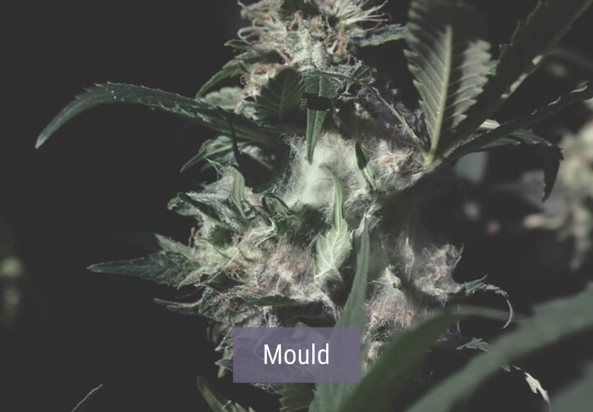How Cold Weather Affects Cannabis Plants How Cold Weather Affects Cannabis Plants