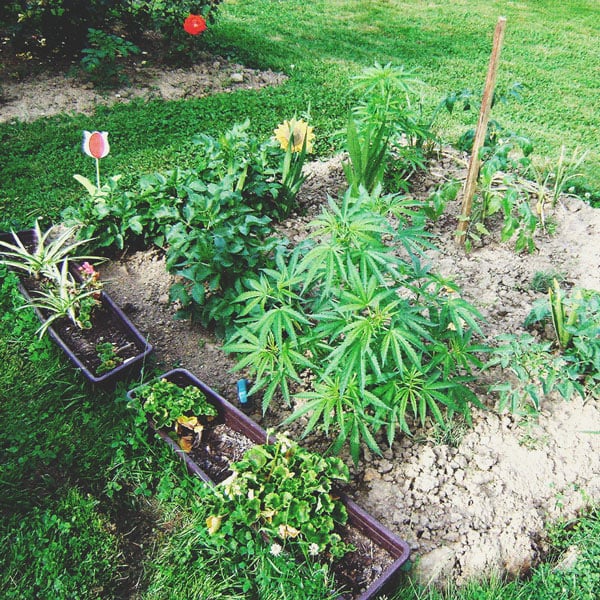 The Basics of Cannabis Outdoor Growing (Part 4)