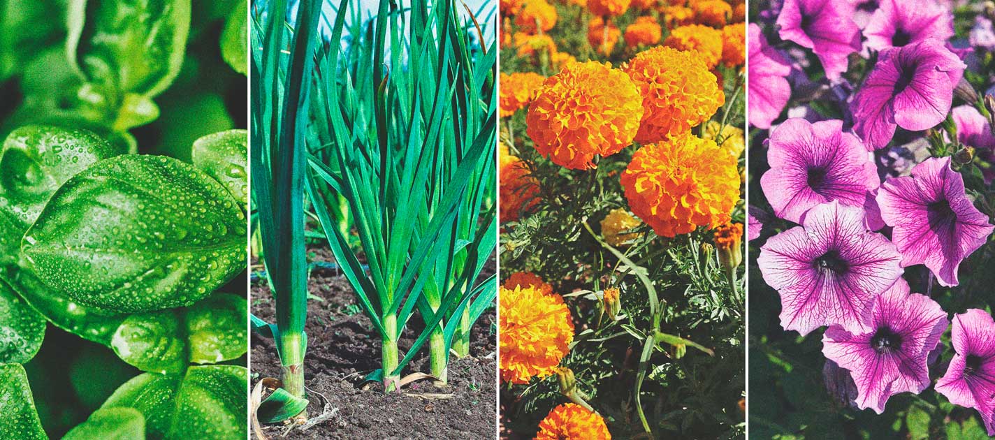 How To Grow Great Weed On A Balcony Or Terrace How To Grow Great Weed On A Balcony Or Terrace