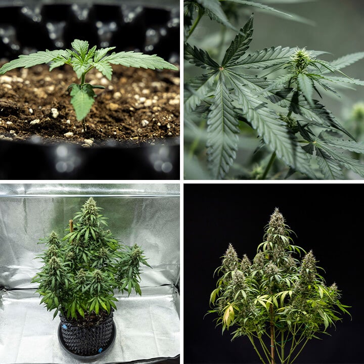 Cookies Gelato auto Cookies Gelato auto