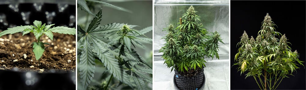 Cookies Gelato auto Cookies Gelato auto