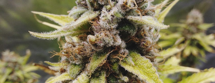 Cookies Gelato Cookies Gelato