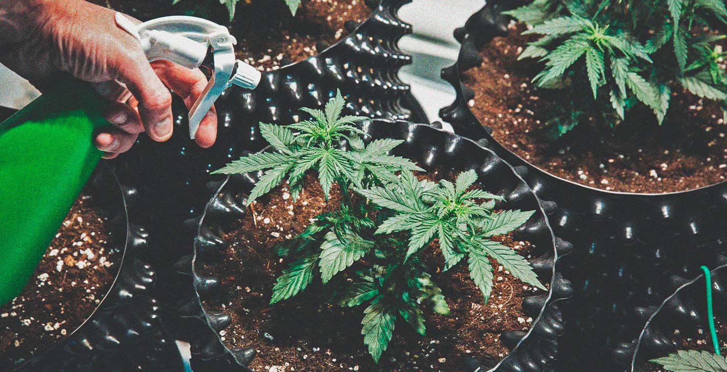 Top Easy Cannabis Strains for Beginner Growers