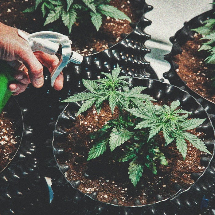 Top Easy Cannabis Strains for Beginner Growers