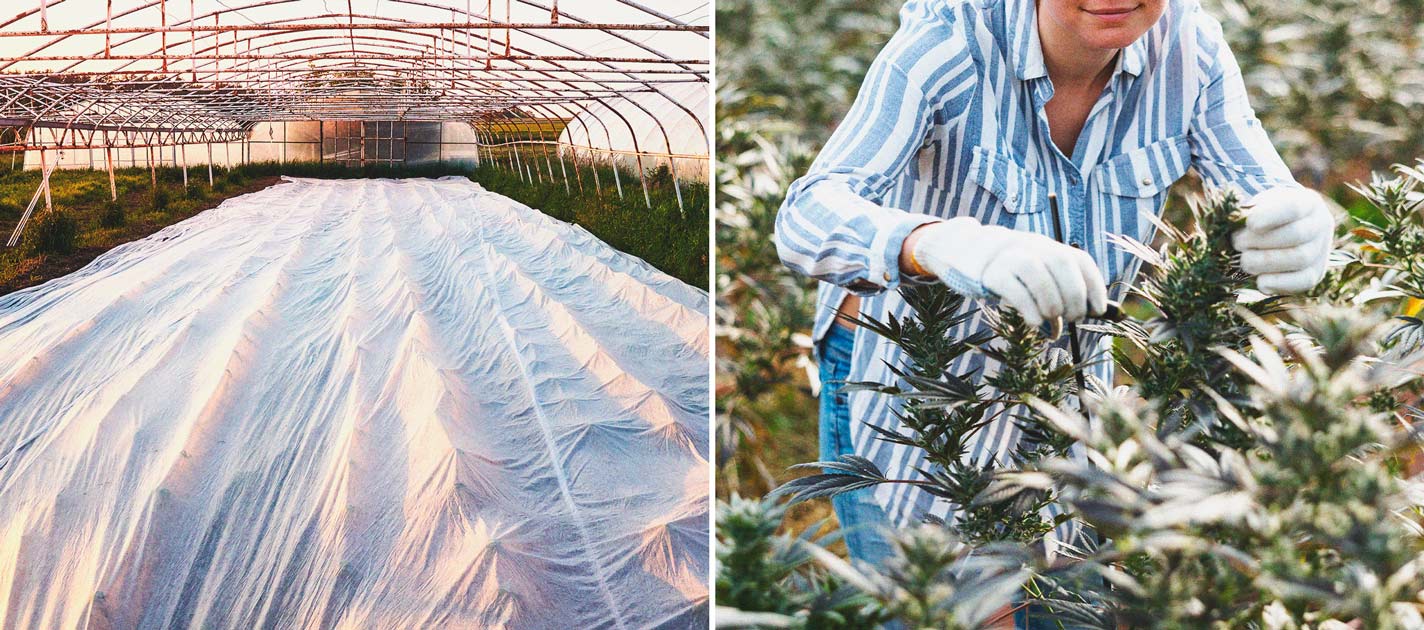 Keep Crickets Away From Your Cannabis Plants Keep Crickets Away From Your Cannabis Plants