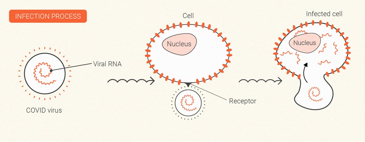 How Does Cannabis Affect the Immune System? How Does Cannabis Affect the Immune System?