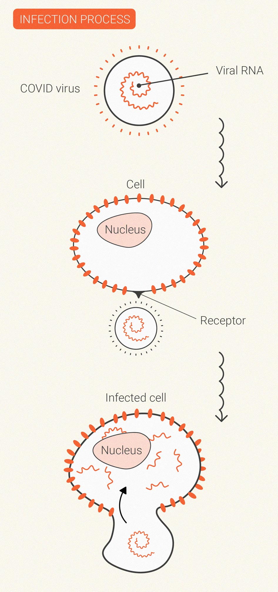 How Does Cannabis Affect the Immune System?