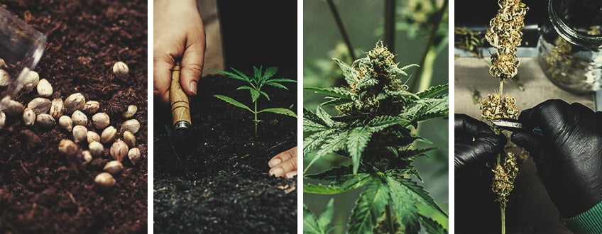 Craft Cannabis: What You Need To Know Craft Cannabis: What You Need To Know
