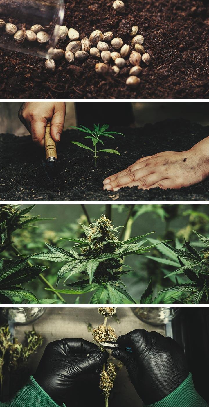 Craft Cannabis: What You Need To Know Craft Cannabis: What You Need To Know