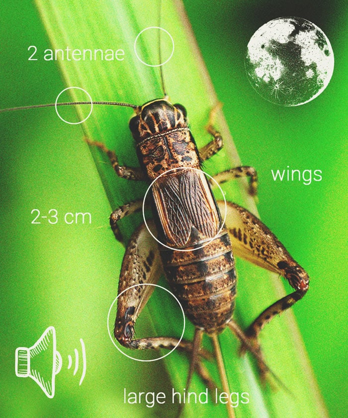 How to Keep Crickets Away From Cannabis Plants How to Keep Crickets Away From Cannabis Plants