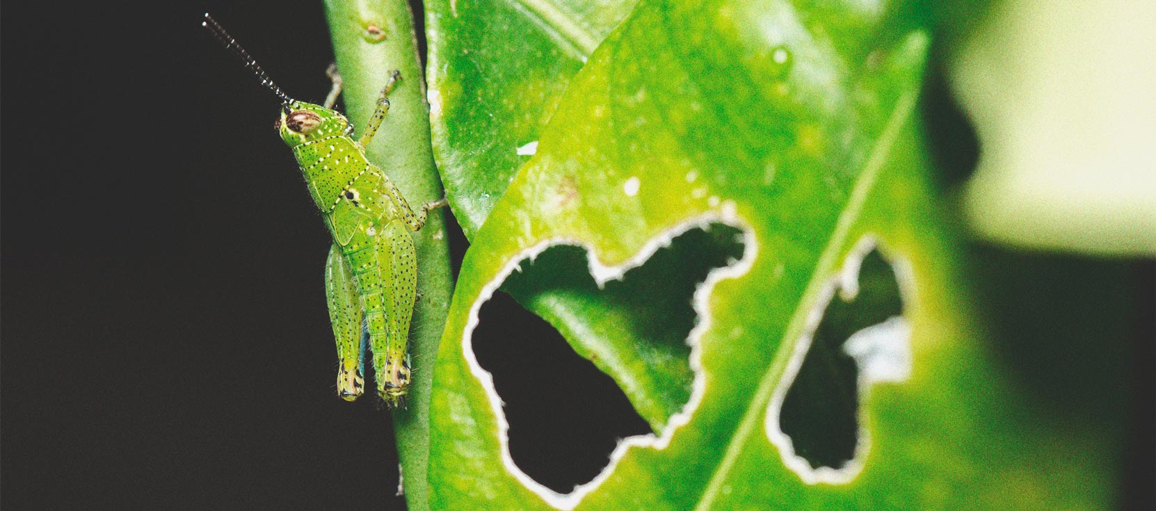 Keep Crickets Away From Your Cannabis Plants