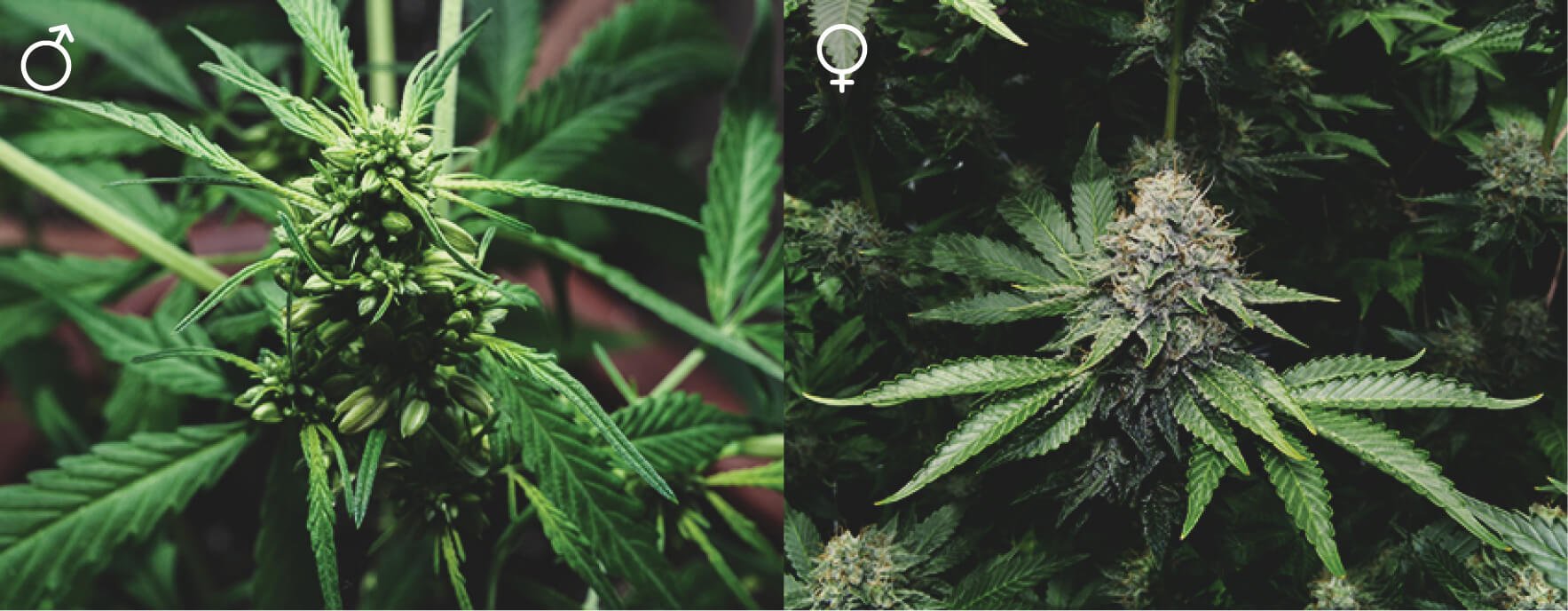 Are All Cannabis Plants the Same? Are All Cannabis Plants the Same?