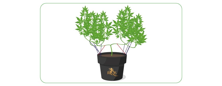 A cannabis plant being topped and mainlined, illustrating the technique of focusing energy on a few main colas to maximize bud growth, while also showcasing the lollipopping method.