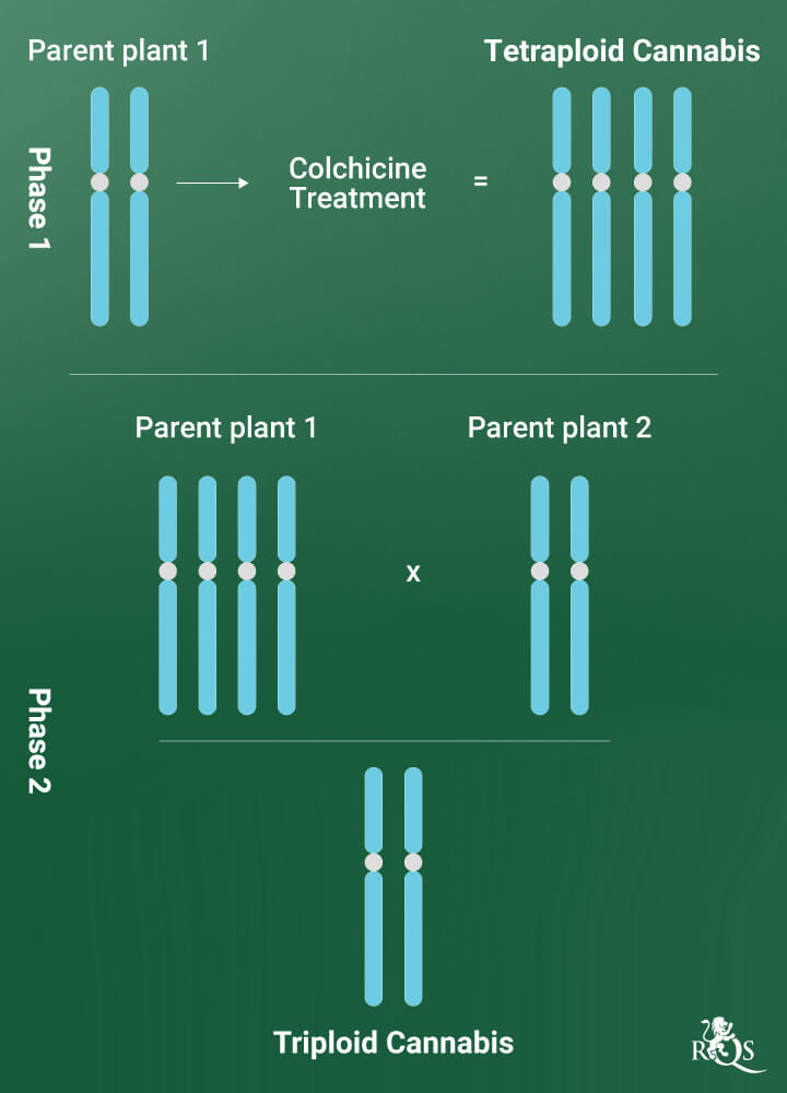 Polyploid Cannabis