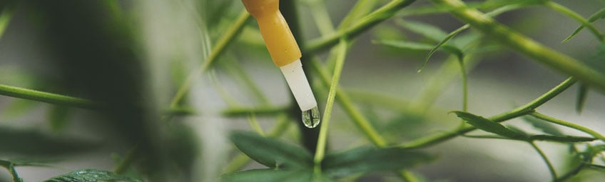 Drip Irrigation Drip Irrigation