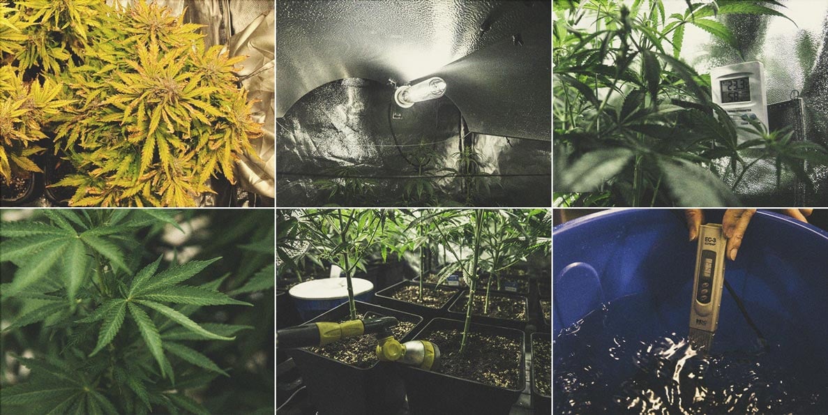 How to Grow Stronger Weed How to Grow Stronger Weed
