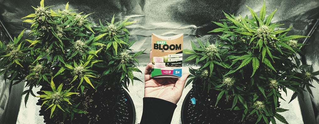 The Role of Cannabis Bloom Boosters