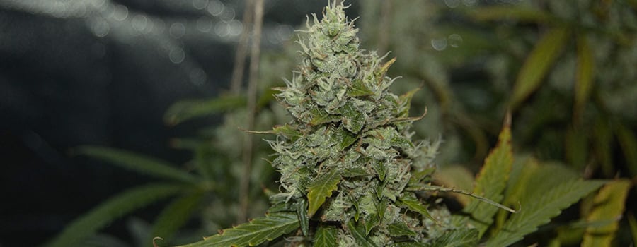 Harvesting Hemp Seeds The Wonders Of Micro Growing High Quality Cannabis In Harvesting Hemp Seeds The Wonders Of Micro Growing High Quality Cannabis In