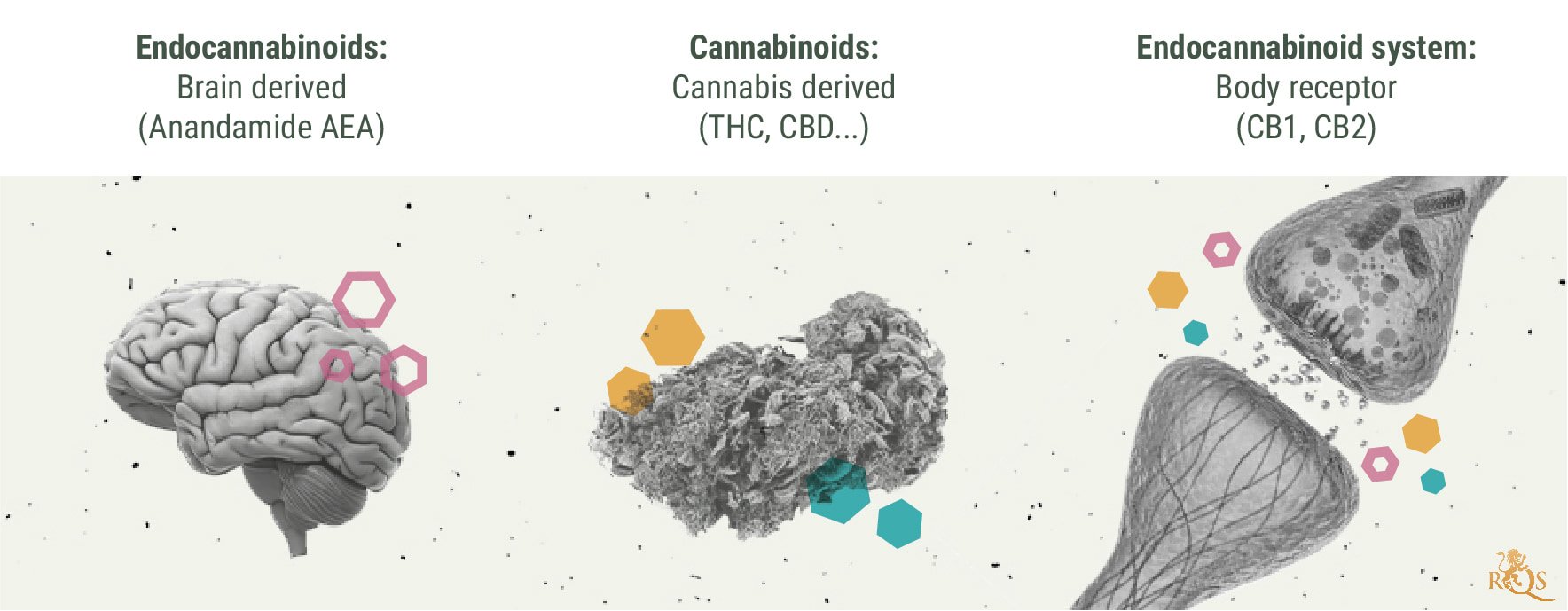 What is anandamide and how does it help marijuana users? - CannaConnection