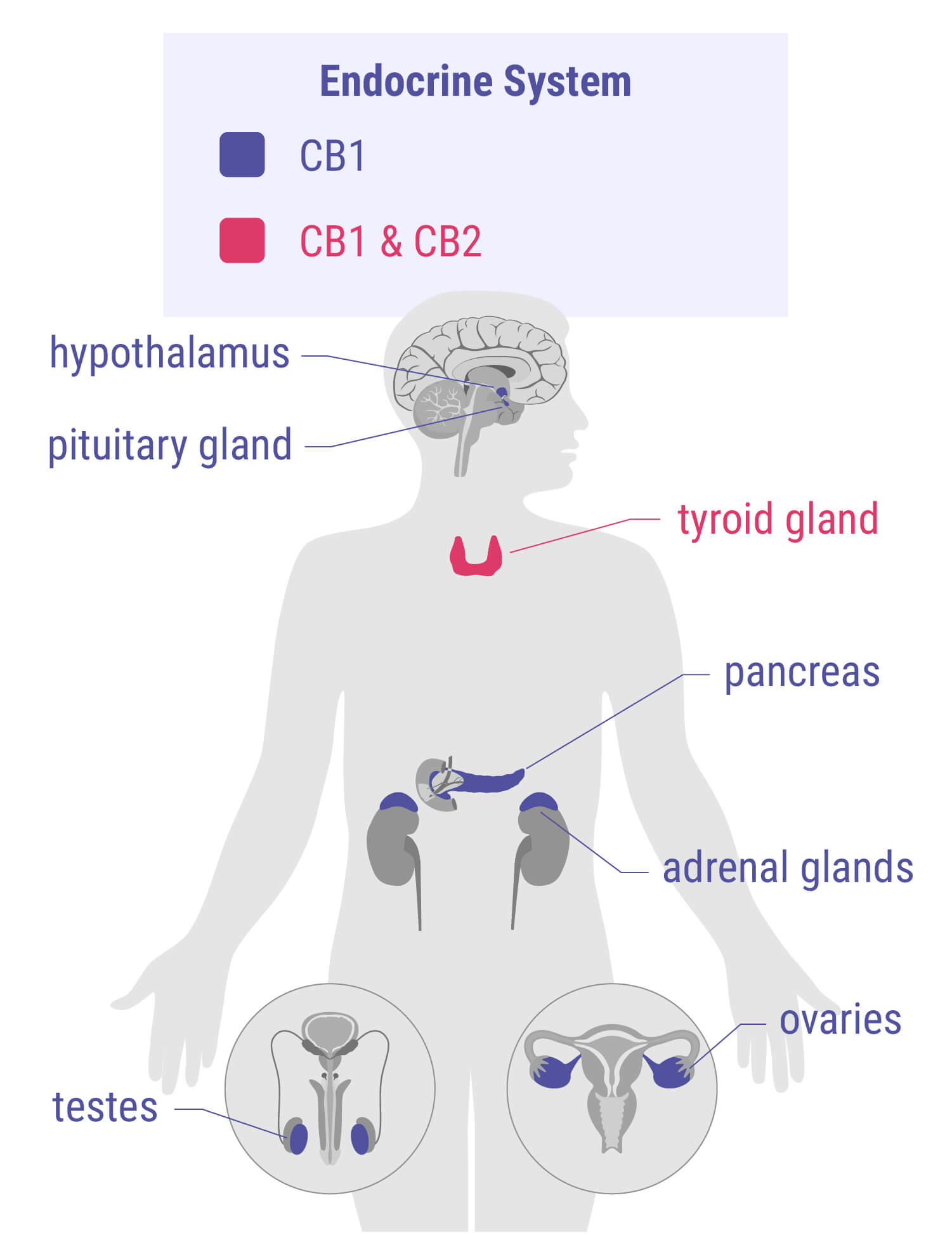 Cannabinoids and the Endocrine System