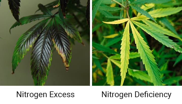 Nitrogen Excess and Deficiency in Cannabis