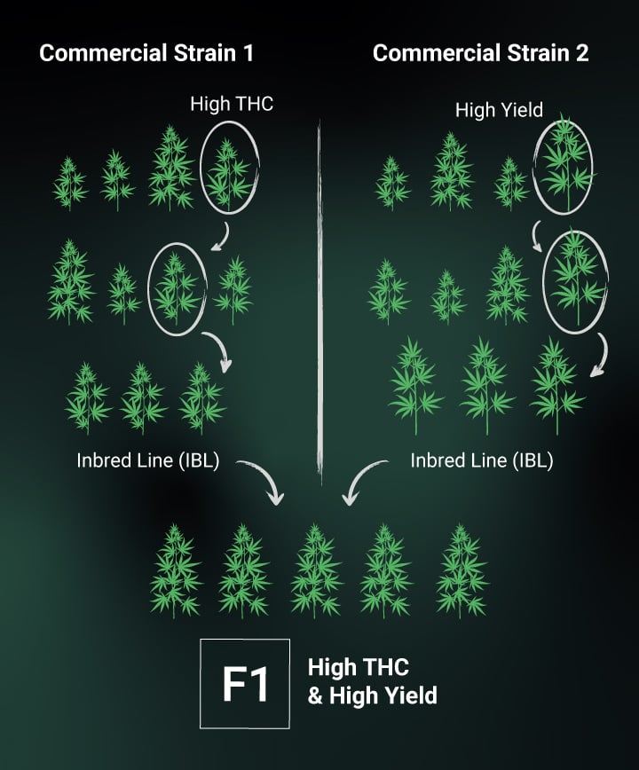 How are F1 Seeds Created?