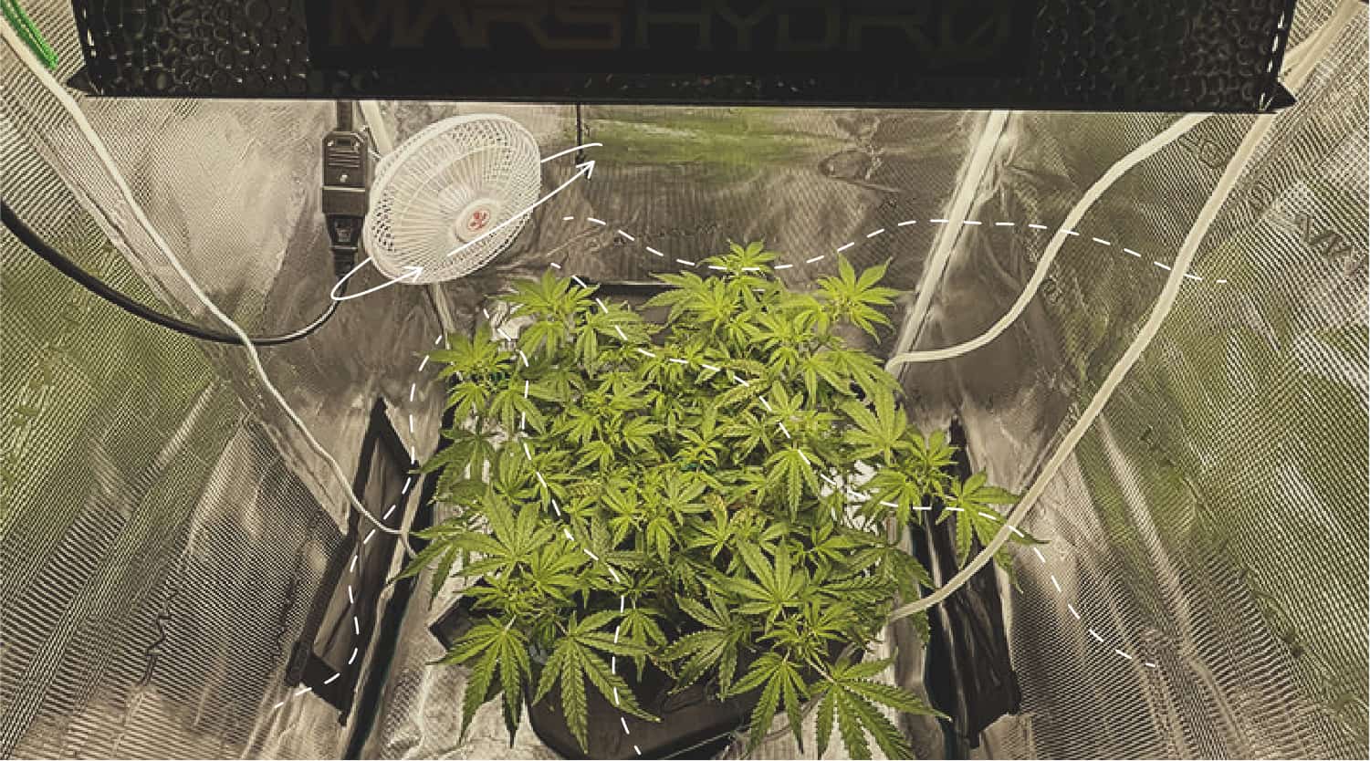 Symptoms of Wind Burn in Cannabis Symptoms of Wind Burn in Cannabis