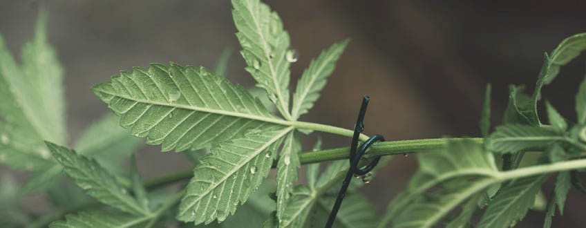 FAN LEAVES