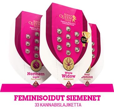 feminisoidut-kannabiksen-siemenet