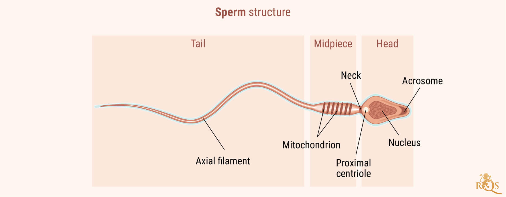 Male Fertility