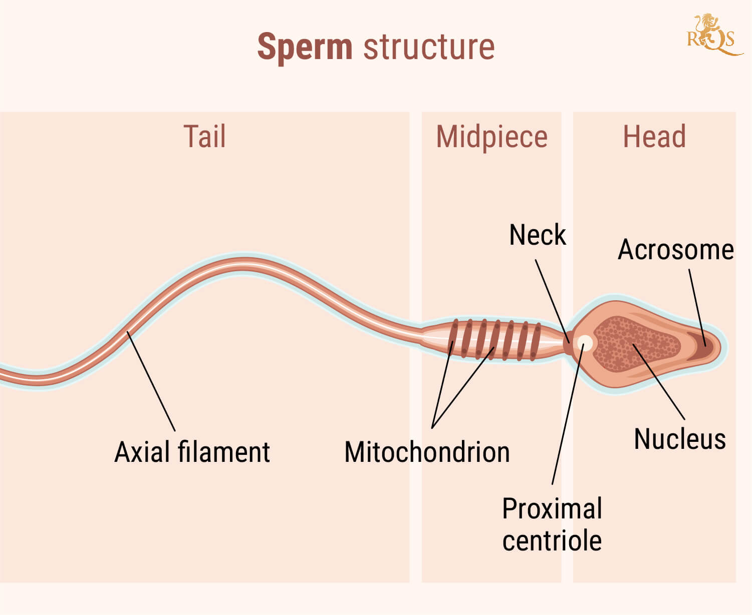 Male Fertility