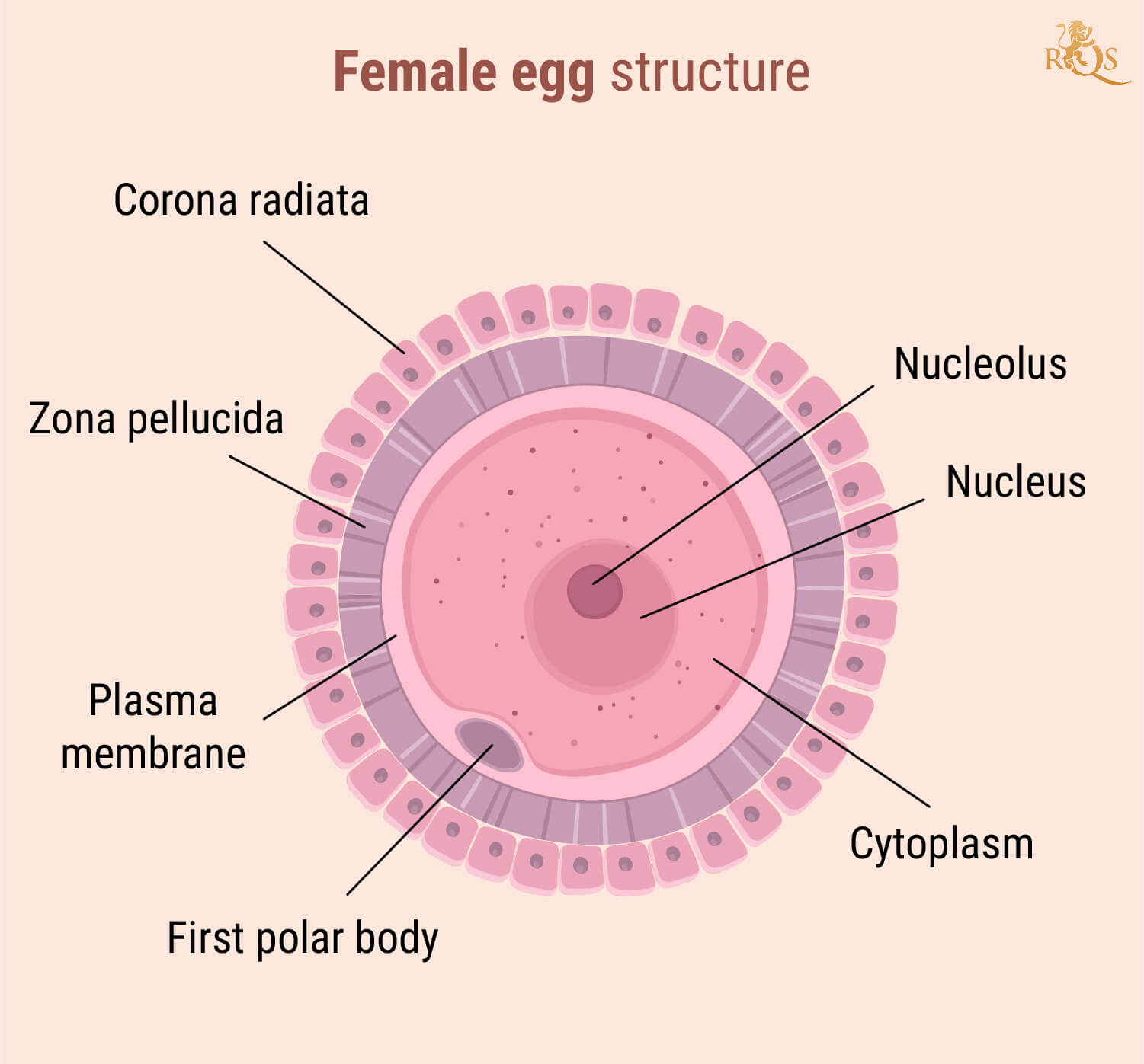 Female Fertility