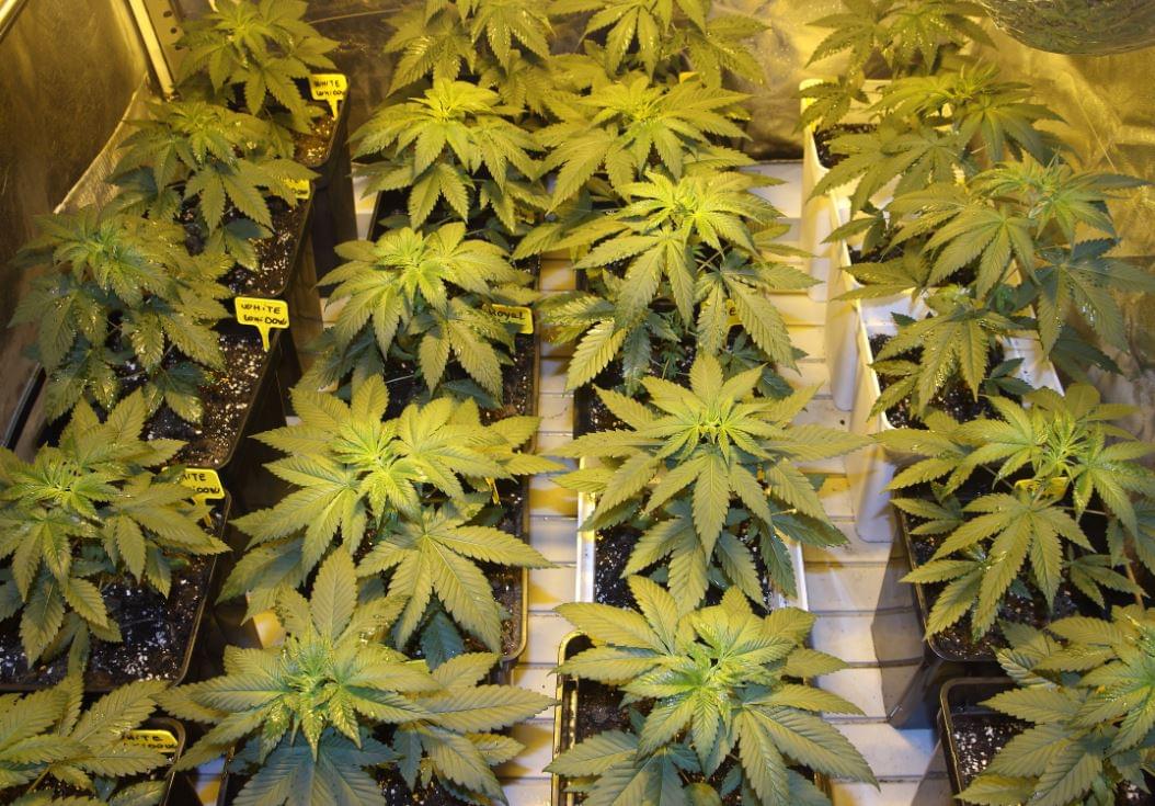 buy the best cannabis seeds