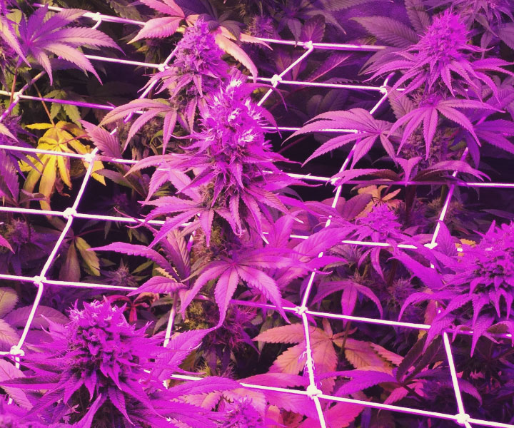 Lumière UV et culture du cannabis- Alchimia Grow Shop