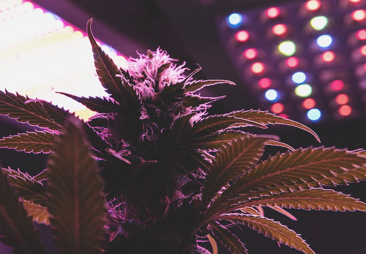 Make the Most of Your LEDs: 5 Tips for Cannabis LED Growing - RQS Blog