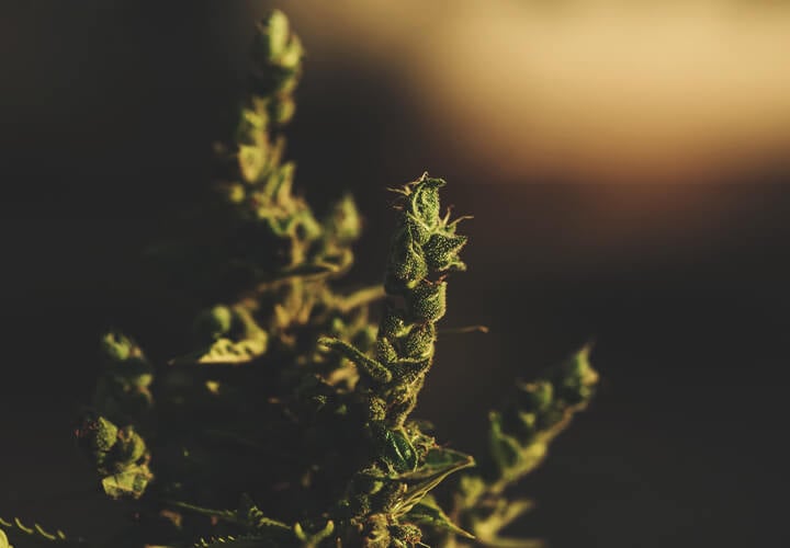 What Is Foxtailing Weed?