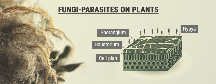 Spores and Reproduction