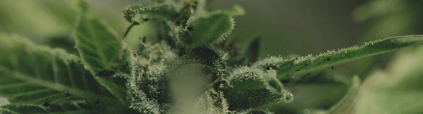 ENFERMEDADES DEL CANNABIS ENFERMEDADES DEL CANNABIS