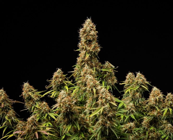 Dense, frosty flowers and a fully mature structure at the end of the cycle