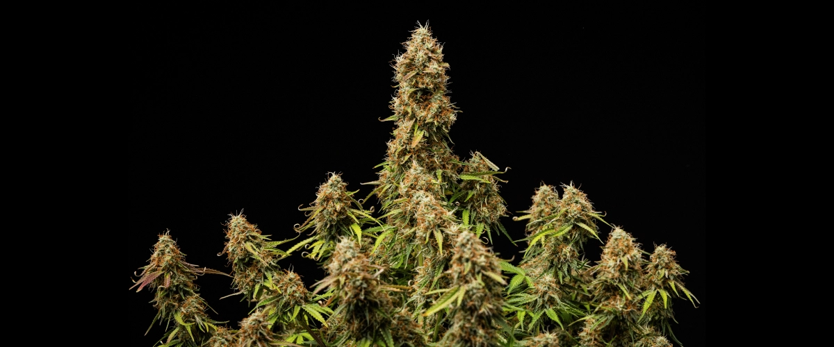 Dense, frosty flowers and a fully mature structure at the end of the cycle
