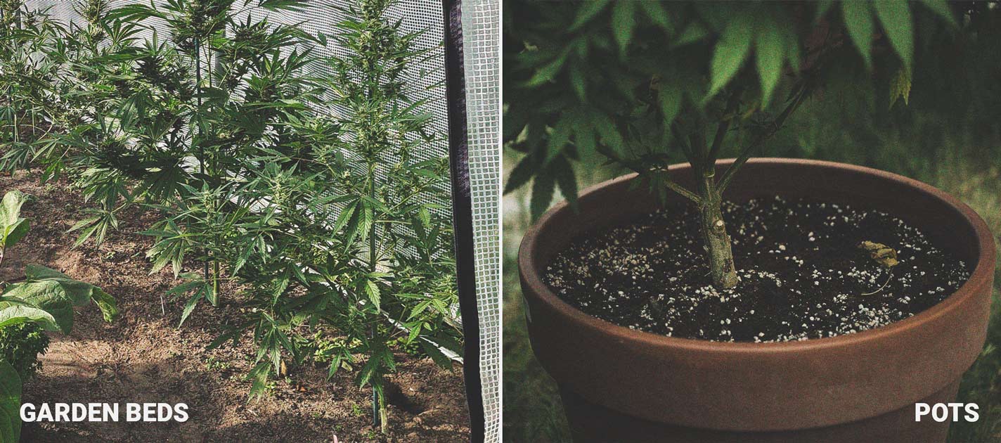 How To Grow Cannabis With Dense Buds 