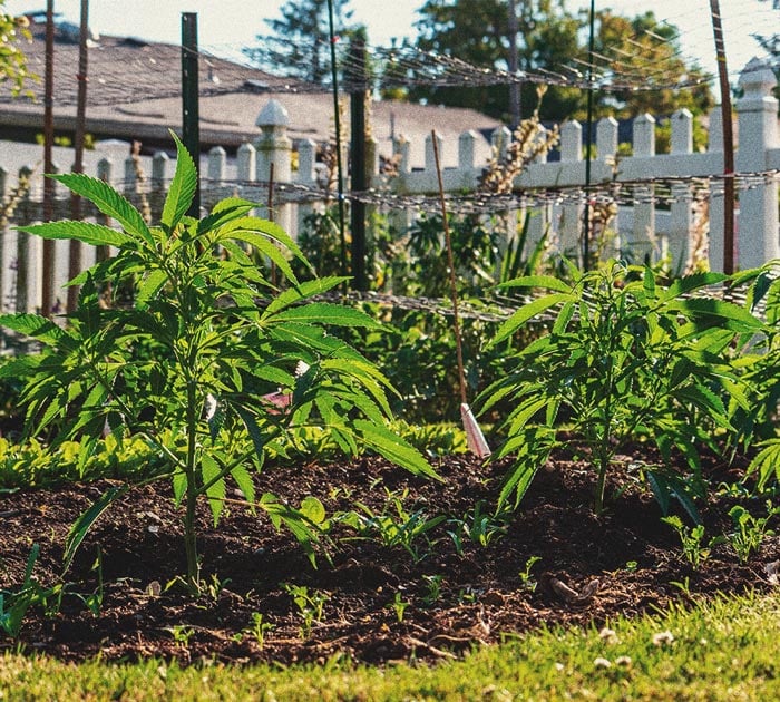 How to Grow Weed Indoors Without Lights