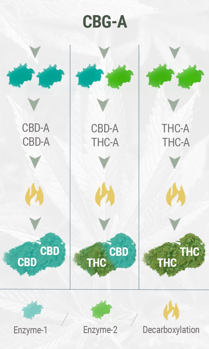 HOW IS CBD FLOWER MADE